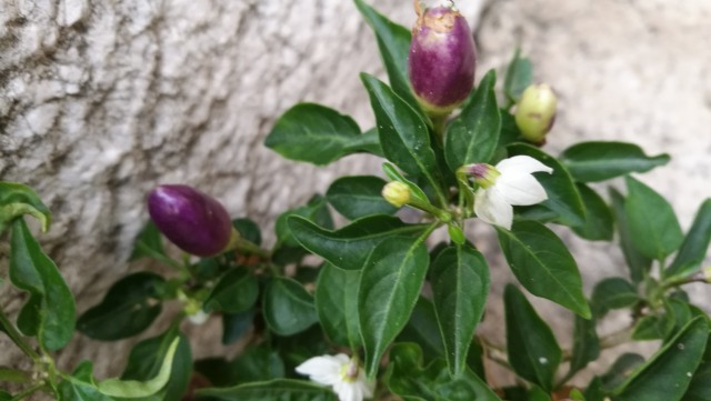 ciltivar di Capsicum annuum (Solanaceae)